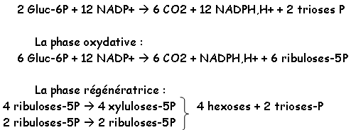 métabolisme, chapitre 2, schéma 6