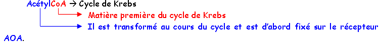 AcétylCoA et Cycle de Krebs + devenirs