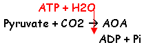 Carboxylation du pyruvate