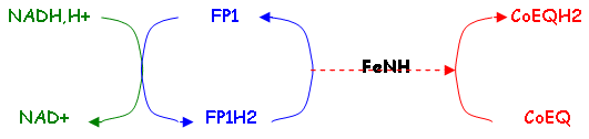 flavoprotéine : NADH déshydrogénase ou FP1 ou Complexe 1