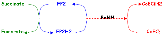 flavoprotéine : Succinate déshydrogénase ou FP2 ou Complexe 2