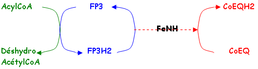 flavoprotéine : AcylCoA déshydrogénase ou FP3