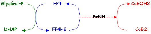 flavoprotéine : Glycérol-Phosphate déshydrogénase ou FP4