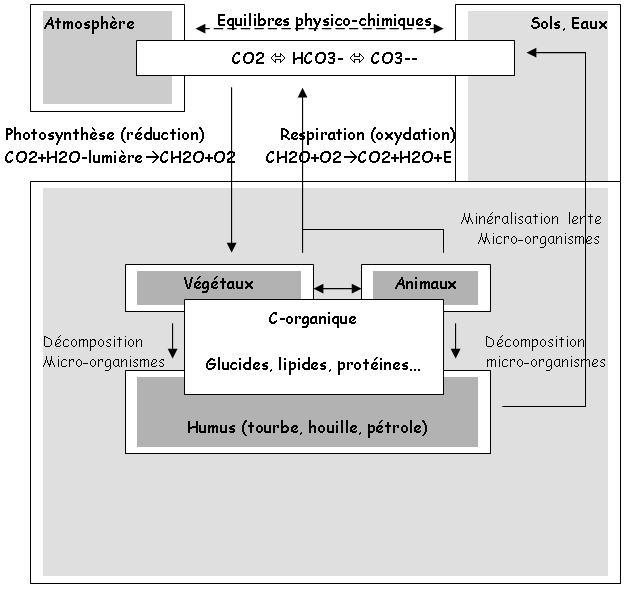 Cycle du carbone