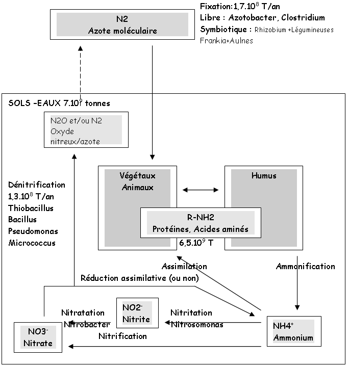 Cycle de l'Azote