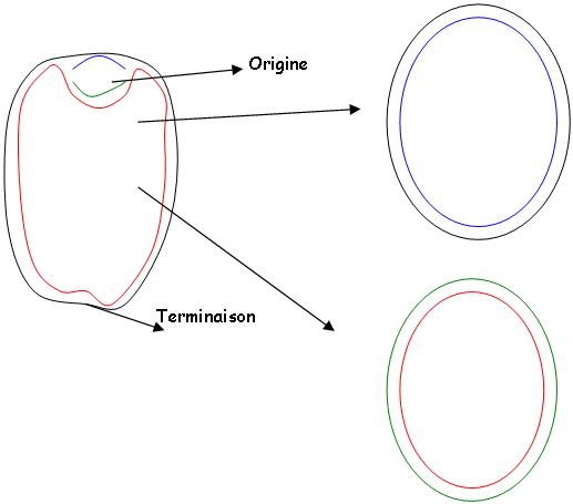 Résultat de recherche d'images pour "réplication ADN bactérien"