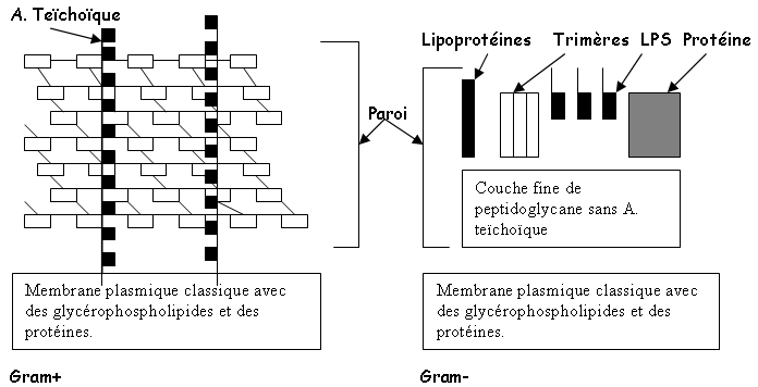 paroi bactérienne gram+ et gram-