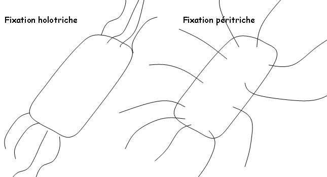 flagelle et pili à fixation holotriche ou péritriche