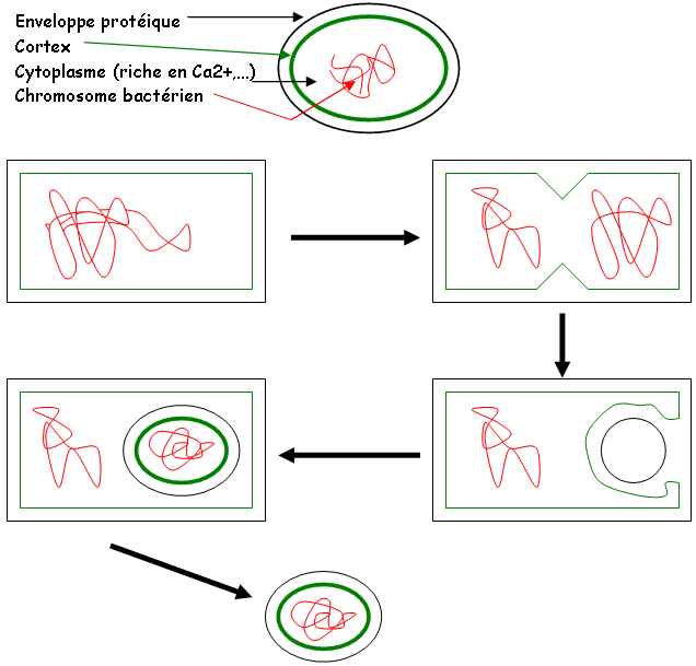 Structure et formation des spores