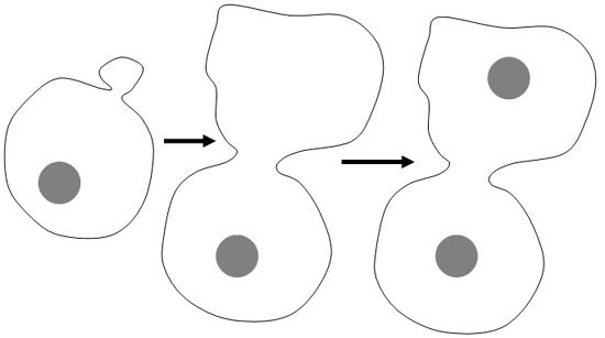 reproduction par bourgeonnement