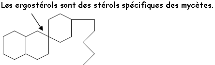 ergostérol