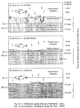 Différents types d'environnements : aérobie / dysaérobie / anoxique