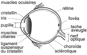 Coupe d'oeil légendée