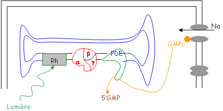 Activation de récepteurs visuels avec participation de la protéine G