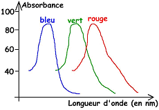 Courbes d'absorbance en fonction de la longueur d'onde montrant l’existence de trois pigments