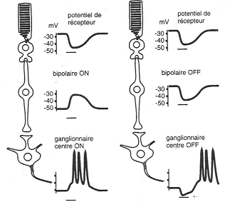 Triades et effet de la cellule bipolaire ON ou OFF