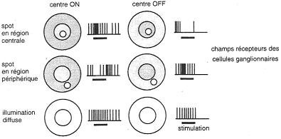 Effet d'un spot lumineux sur des cellules ON et des cellules OFF