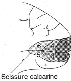 Cortex visuel primaire et scissure calcarine