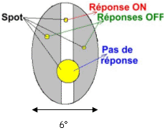 Effets de spots sur les cellules complexes