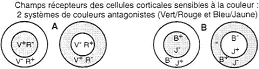 Champs récepteurs des cellules corticales sensibles à la couleur avec deux systèmes antagonistes