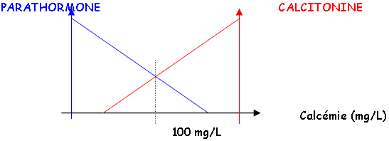 Effet de la parathormone et de la calcitonine sur la calcémie