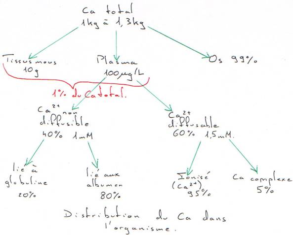 Distribution du calcium dans l'organisme