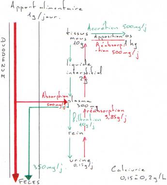 Apport alimentaire en calcium et transferts au niveau du duodénum