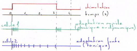 Adaptation rapide et lente en réponse à une stimulation longue sur une durée donnée