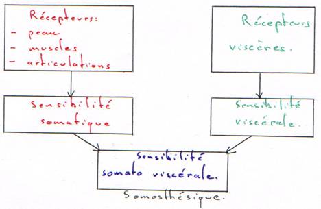 Organisation des récepteurs et des sensibilités