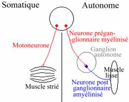 Système somatique et autonome