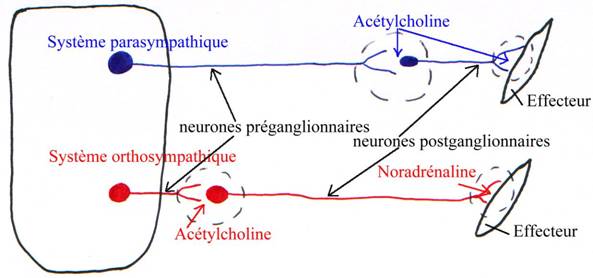 Systèmes ortho et para-sympathiques et neurotransmetteurs