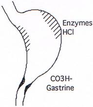 Paroi stomacale et enzymes, gastrine, acide chlorhydrique