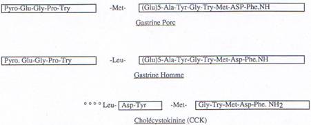 Structure de la gastrine chez plusieurs espèces mammifères