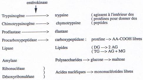 Actions d'entérokinase, précurseurs et protéines