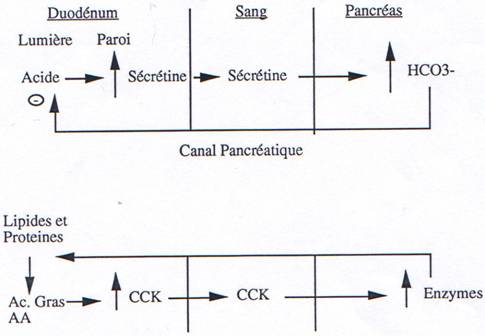 pancréas exocrine : actions et controles