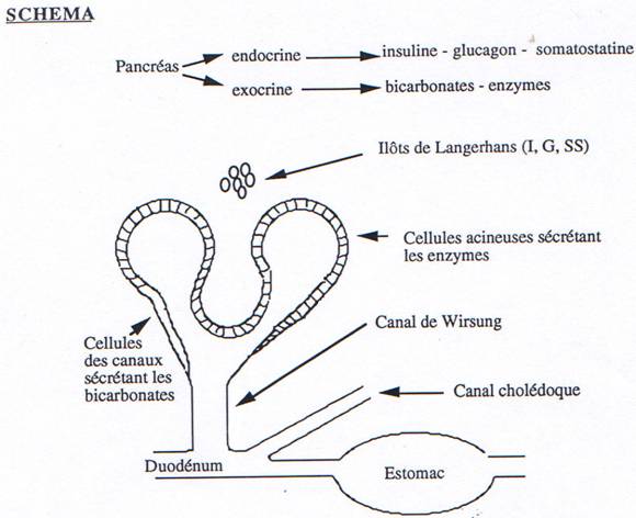 Organisation structurelle du pancréas (exocrine)