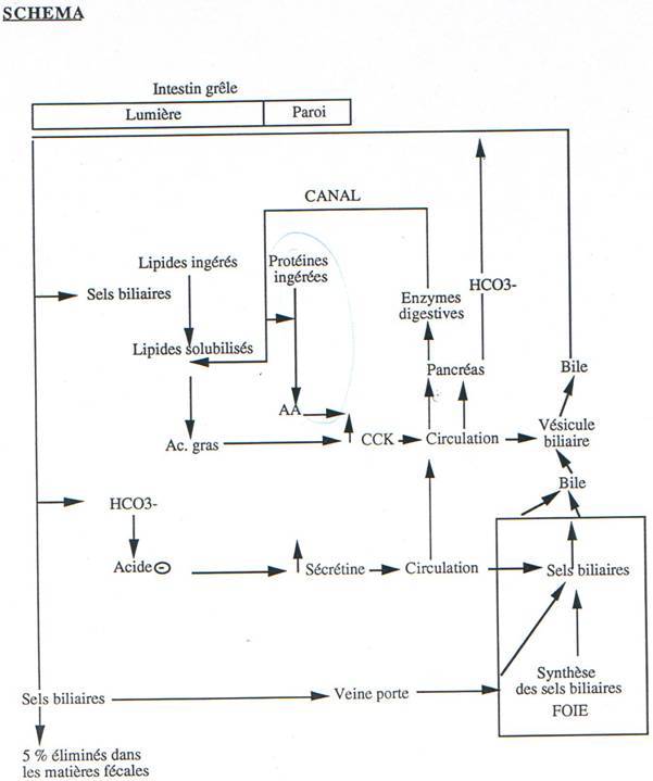 foie, controles, retrocontroles et actions