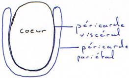 structure du coeur