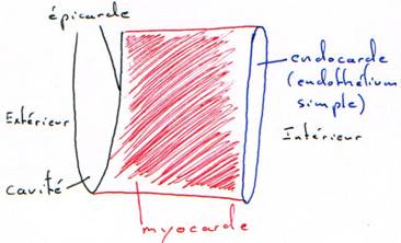 Structure du myocarde