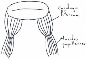 Valvule, cordage fibreux et muscles papillaires