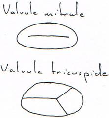 valvules mitrale et tricuspide