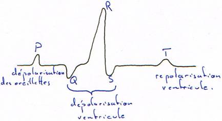 électrocardiogramme, PQRST