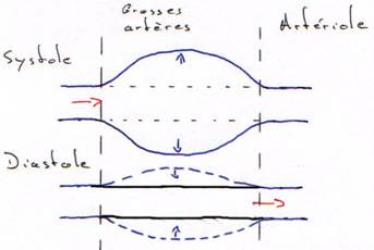 Artère, élasticité, systole et diastole
