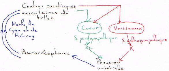 controle de la volémie