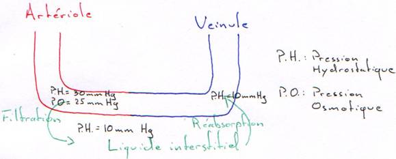 Circulation dans les capillaires et pressions (hydrostatique & osmotique)