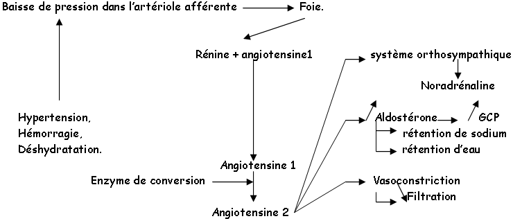 Système de régulation rénine / angiotensine