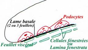 Capsule de Bowman