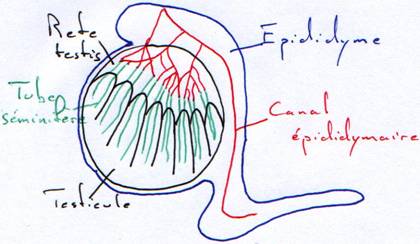 anatomie des testicules