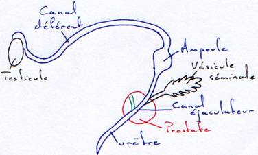 Canal déférent, des testicules à l'urètre