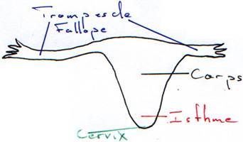 Organisation simple de l'utérus de femme